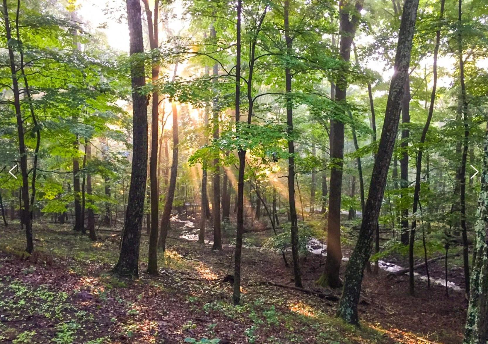 Chalet W Hot Tub, Large Deck, Grill, & Fast Wifi Berkeley Springs Exteriér fotografie
